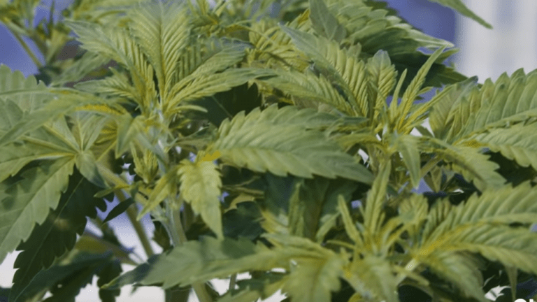 Senator files '420' Marijuana Bill; Wants it legalized nationwide